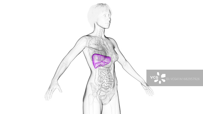 肝、插图图片素材