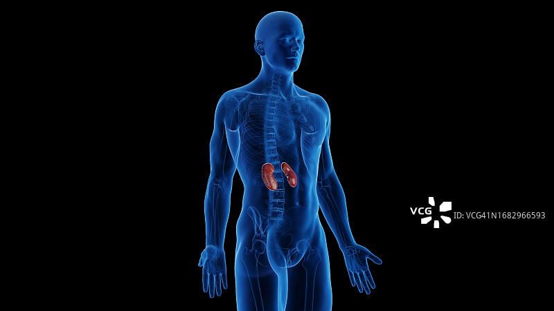 男性肾脏插图图片素材