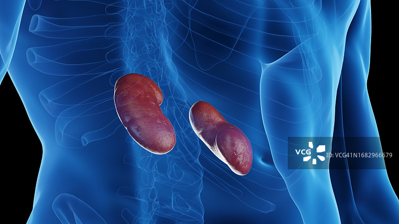 男性肾脏插图图片素材