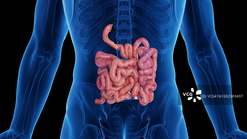 男性小肠，图示图片素材