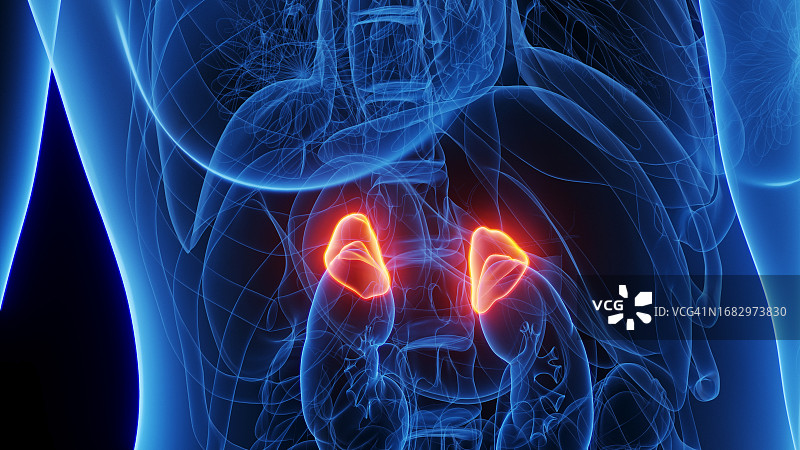 女性肾上腺插图图片素材