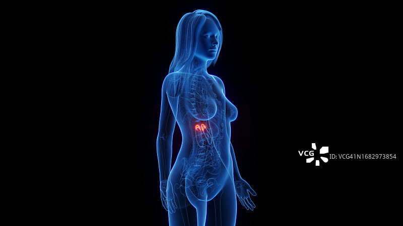 女性肾上腺插图图片素材