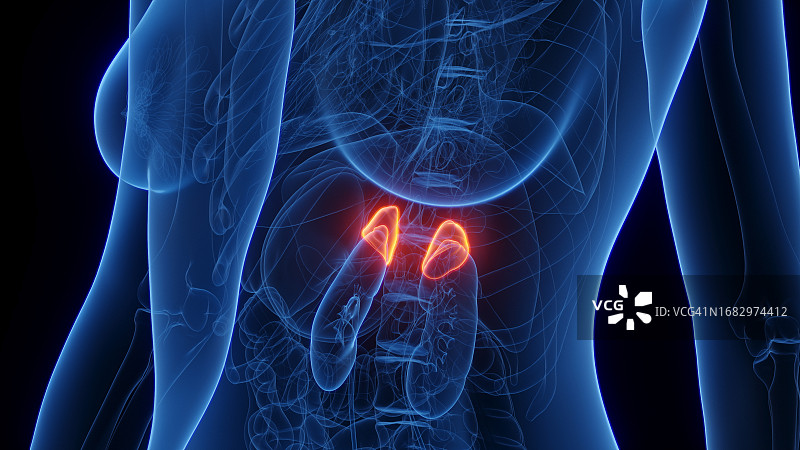 女性肾上腺插图图片素材