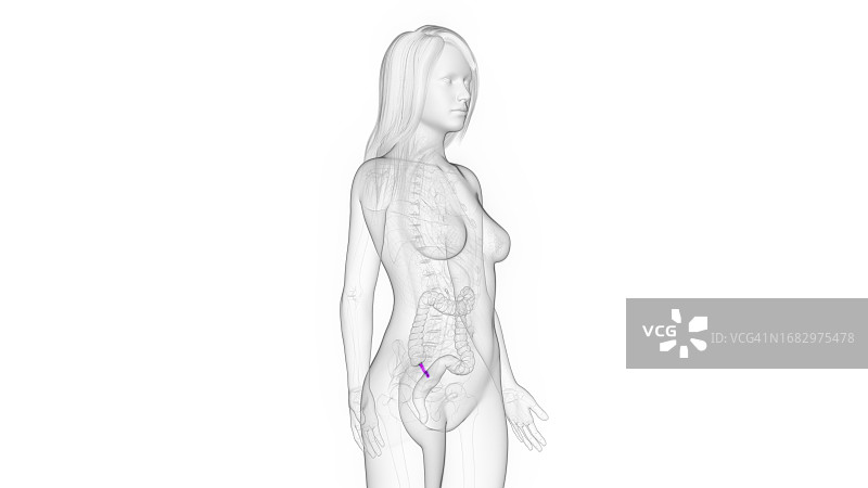 女性阑尾，图示图片素材