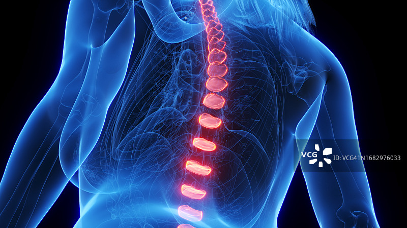椎间盘图示图片素材
