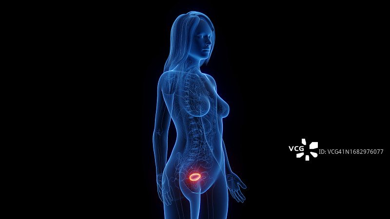 女性膀胱插画图片素材