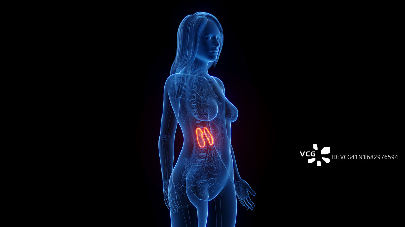 女性肾脏，图示图片素材