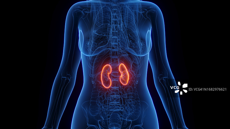 女性肾脏，图示图片素材