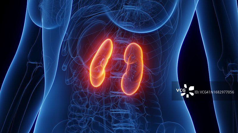 女性肾脏，图示图片素材