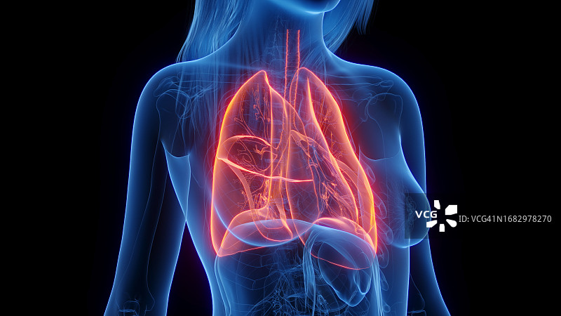 女性肺部插图图片素材