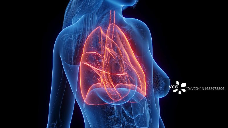 女性肺部插图图片素材