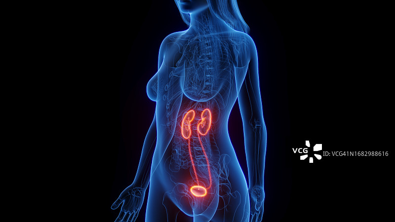 女性泌尿系统图图片素材