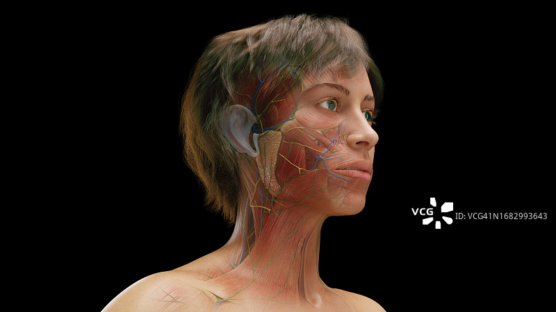 女性面部肌肉图图片素材