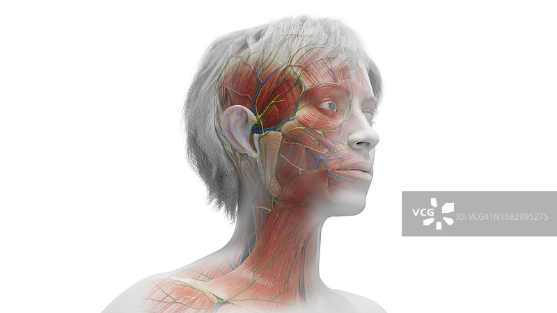 女性面部肌肉图图片素材
