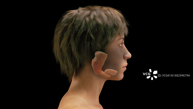 女性唾液腺插图图片素材