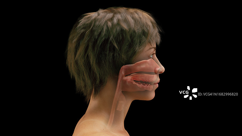 女性口腔和上呼吸道，图示图片素材