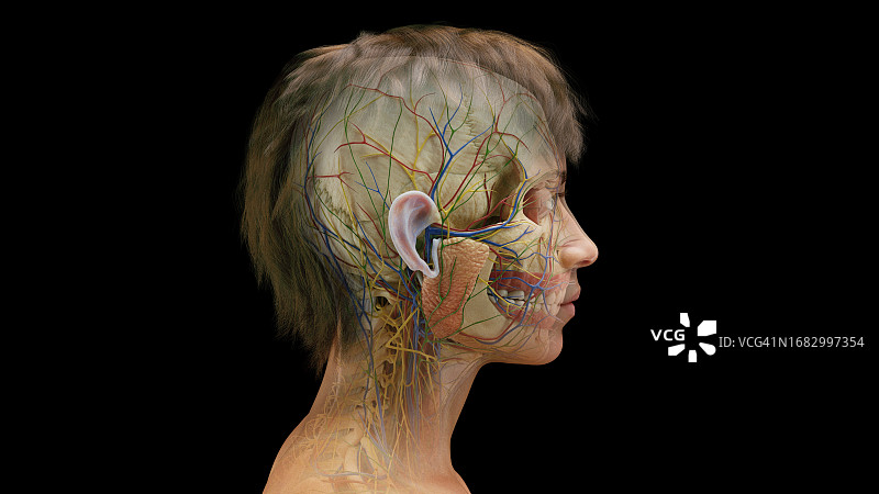 女性内脏器官插图图片素材