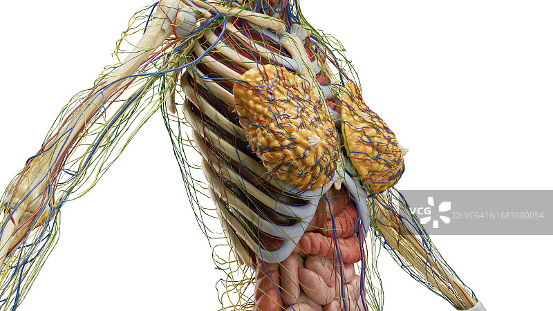 躯干器官结构示意图图片素材