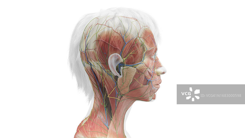 头部和颈部肌肉，插图图片素材