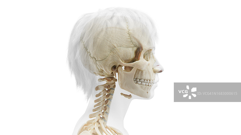 头部和颈部骨骼插图图片素材