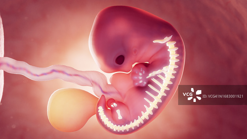 7周胚胎的骨骼系统结构图图片素材