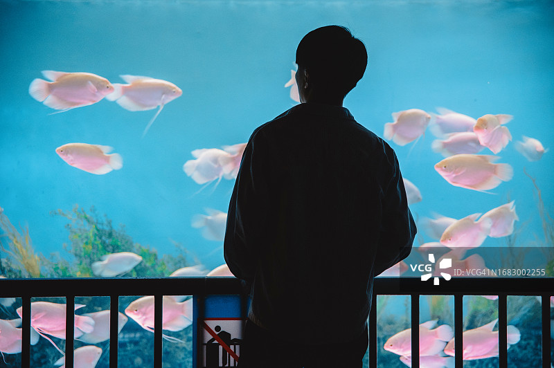 男人在水族馆靠着栏杆观察鱼的背影——周末活动，旅行生活，人与生物图片素材