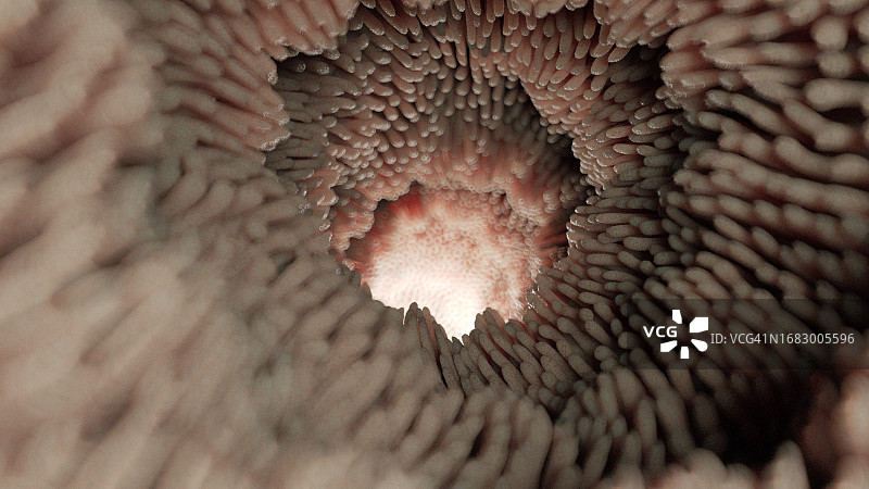 肠道微绒毛，图示图片素材