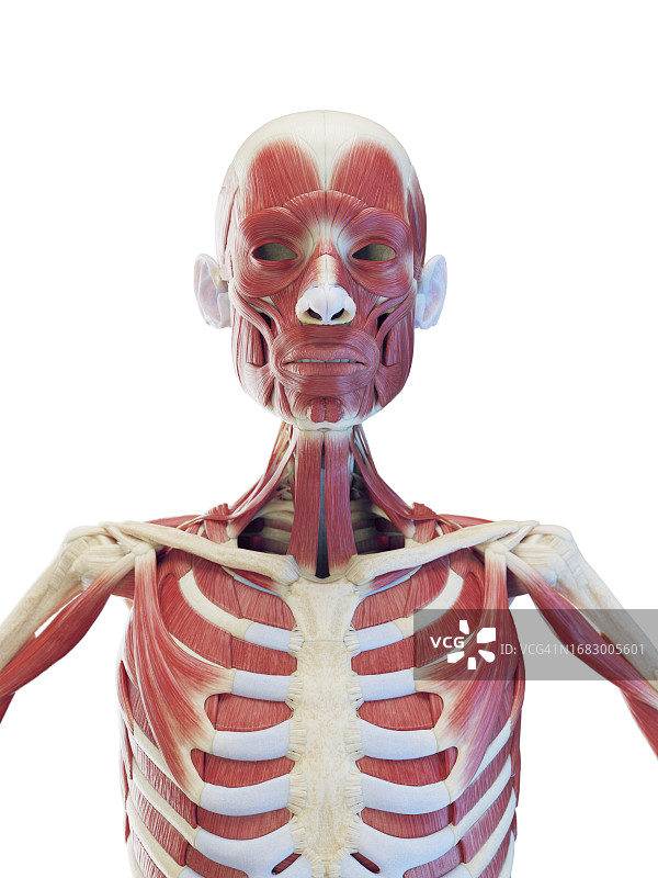 躯干肌肉插图图片素材