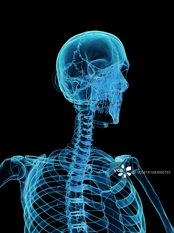 上半身骨骼图示图片素材