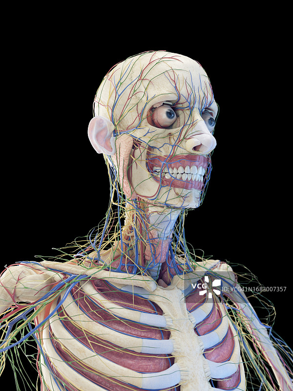 上半身器官插图图片素材