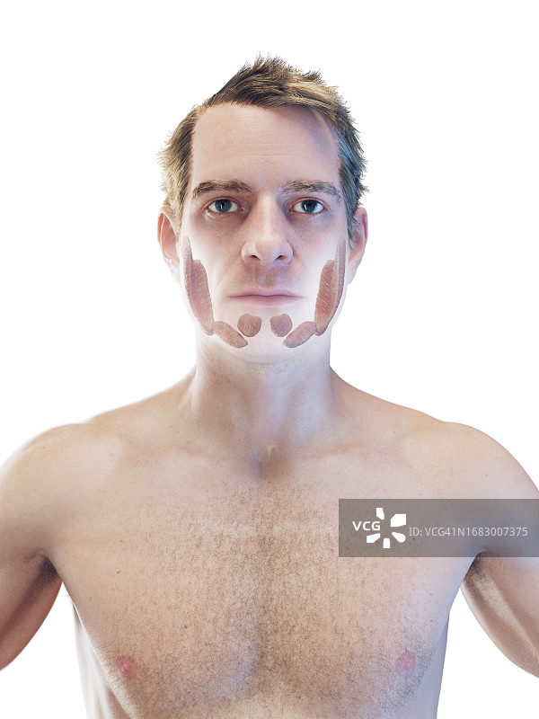 男性唾液腺，图示图片素材