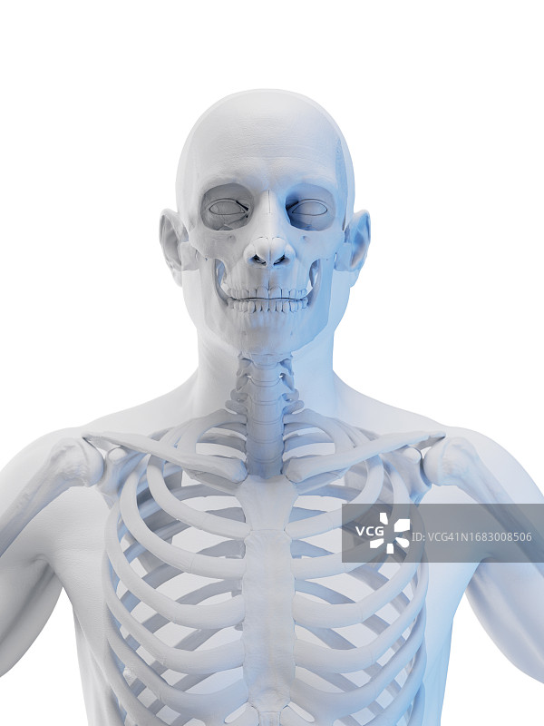 骨骼系统插图图片素材