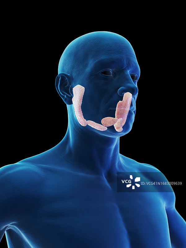 唾液腺，图示图片素材