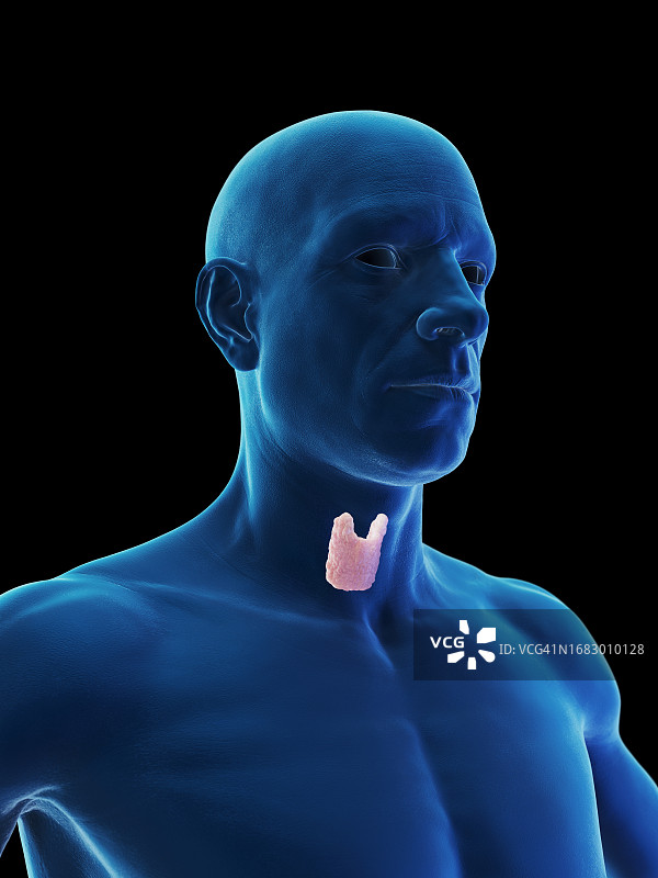 环状软骨插图图片素材