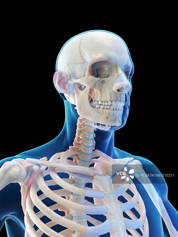 骨骼系统插图图片素材