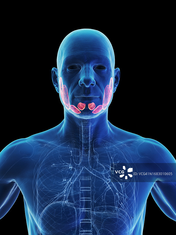 唾液腺，图示图片素材