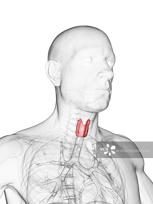 环状软骨插图图片素材