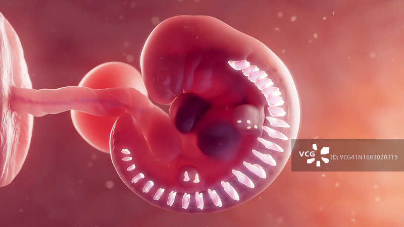 胚胎椎骨插图图片素材