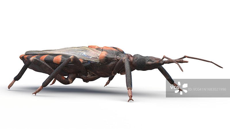 锥猎蝽插画图片素材