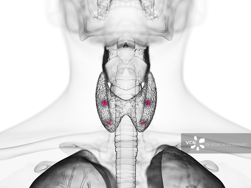 甲状旁腺图示图片素材