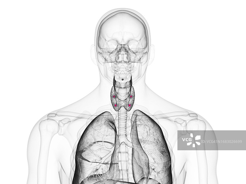 甲状旁腺图示图片素材