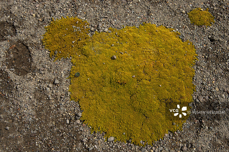 墨西哥托卢卡火山（Xinantecatl）的假苔藓图片素材