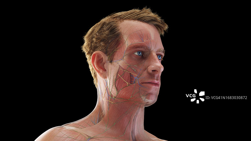 头部肌肉插图图片素材