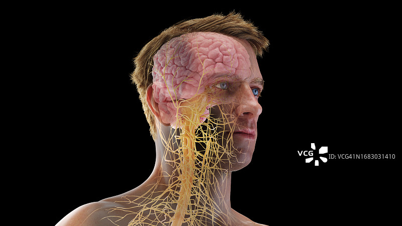 头部神经系统图图片素材
