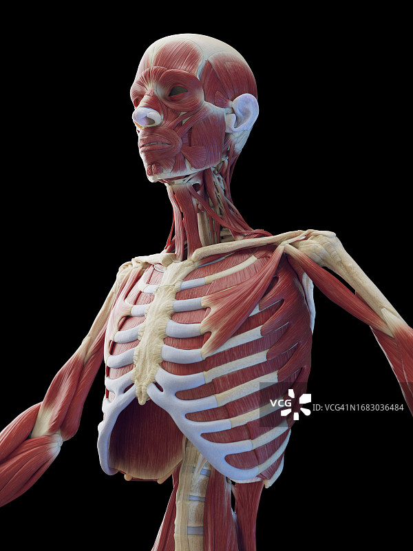 男性深层躯干肌肉插图图片素材
