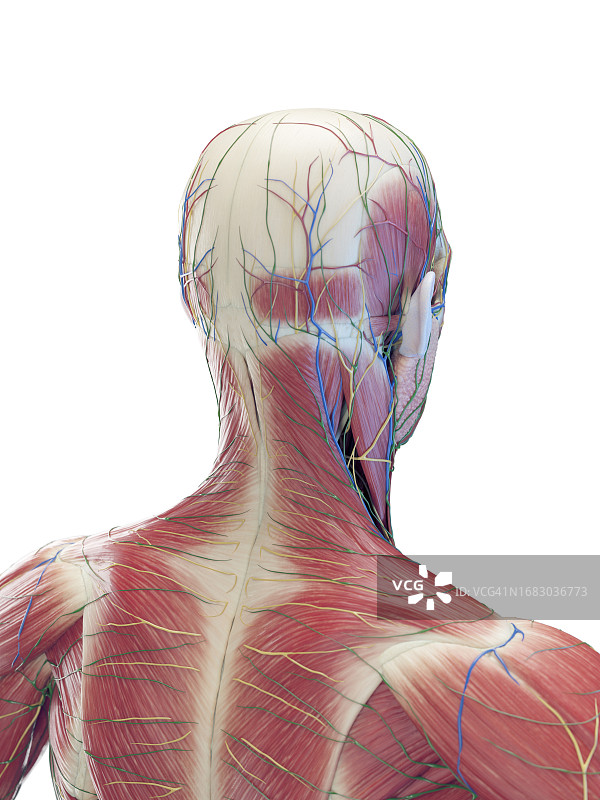 男性上背部插画图片素材