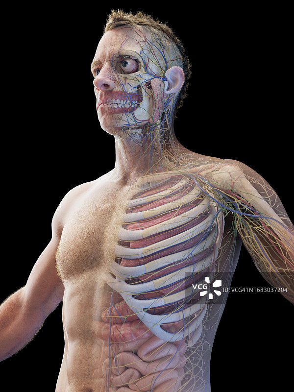 男性内脏器官，图示图片素材