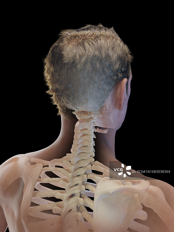 男性颈部和上背部骨骼插图图片素材