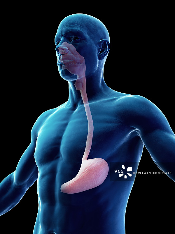 男性消化道示意图图片素材
