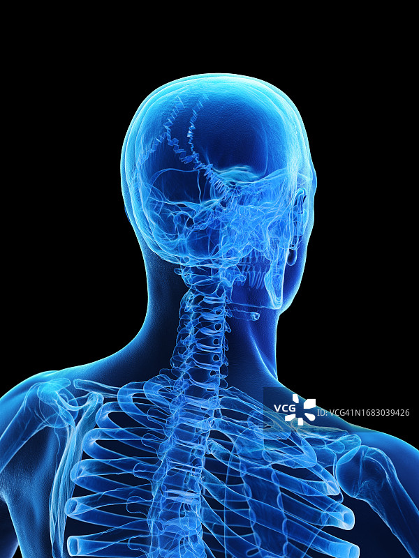 头部和上半身骨骼插画图片素材